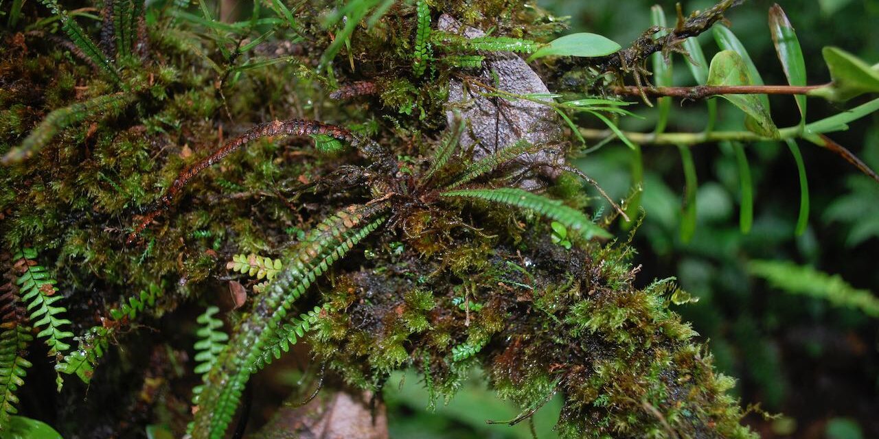 Moranopteris taenifolia