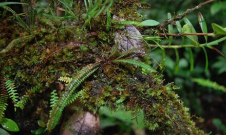 Moranopteris taenifolia