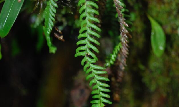 Lellingeria suspensa