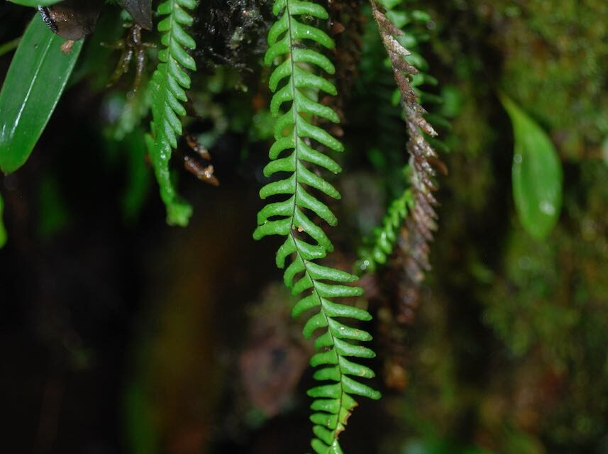 Lellingeria suspensa