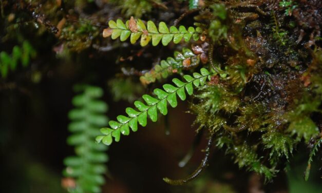 Lellingeria suspensa