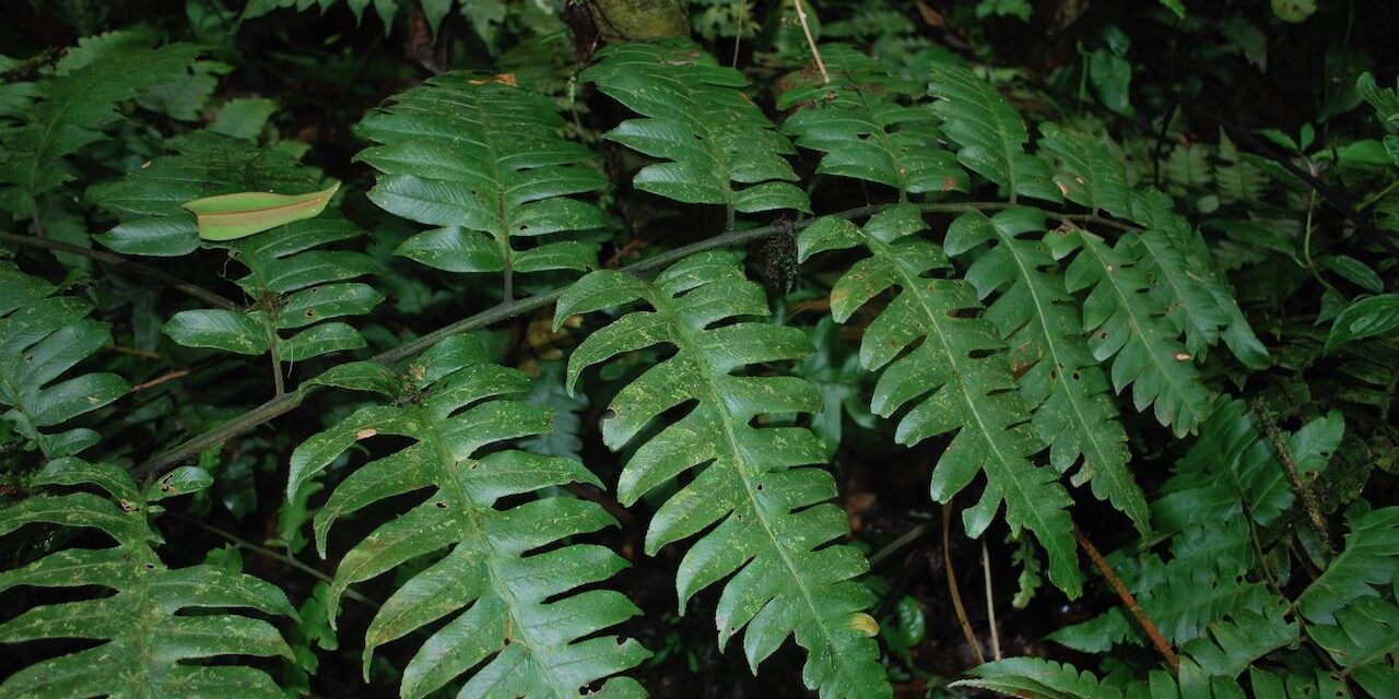 Diplazium macrophyllum