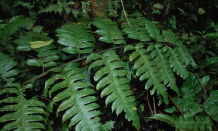 Diplazium macrophyllum