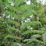 Cyathea mutica var. grandis