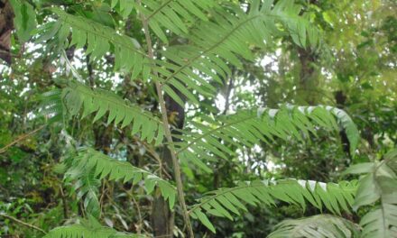 Cyathea mutica var. grandis