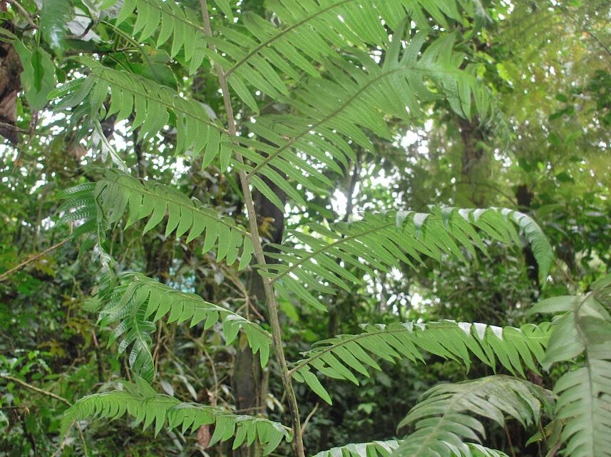 Cyathea mutica var. grandis