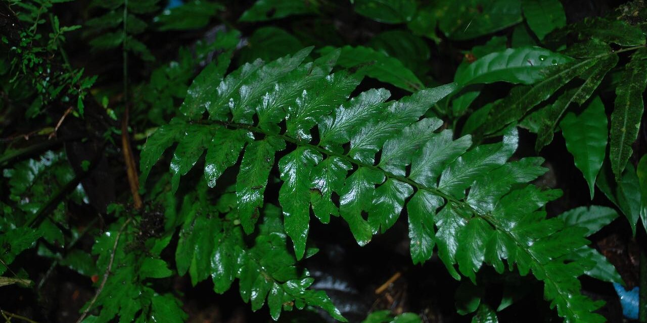 Hymenasplenium volubile