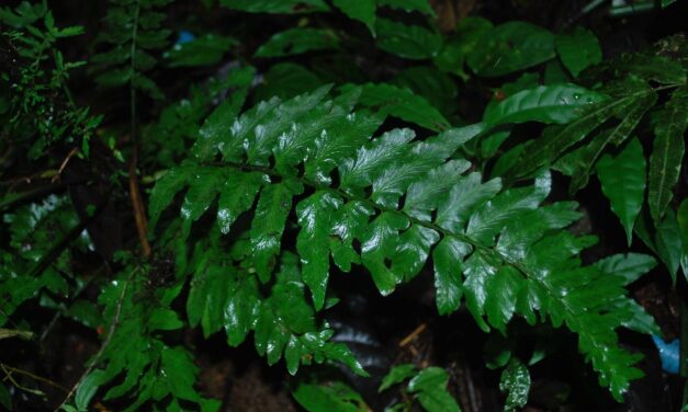 Hymenasplenium volubile