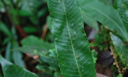 Campyloneurum sphenodes