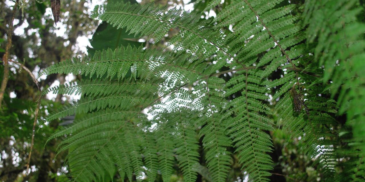 Dennstaedtia cornuta