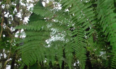 Dennstaedtia cornuta