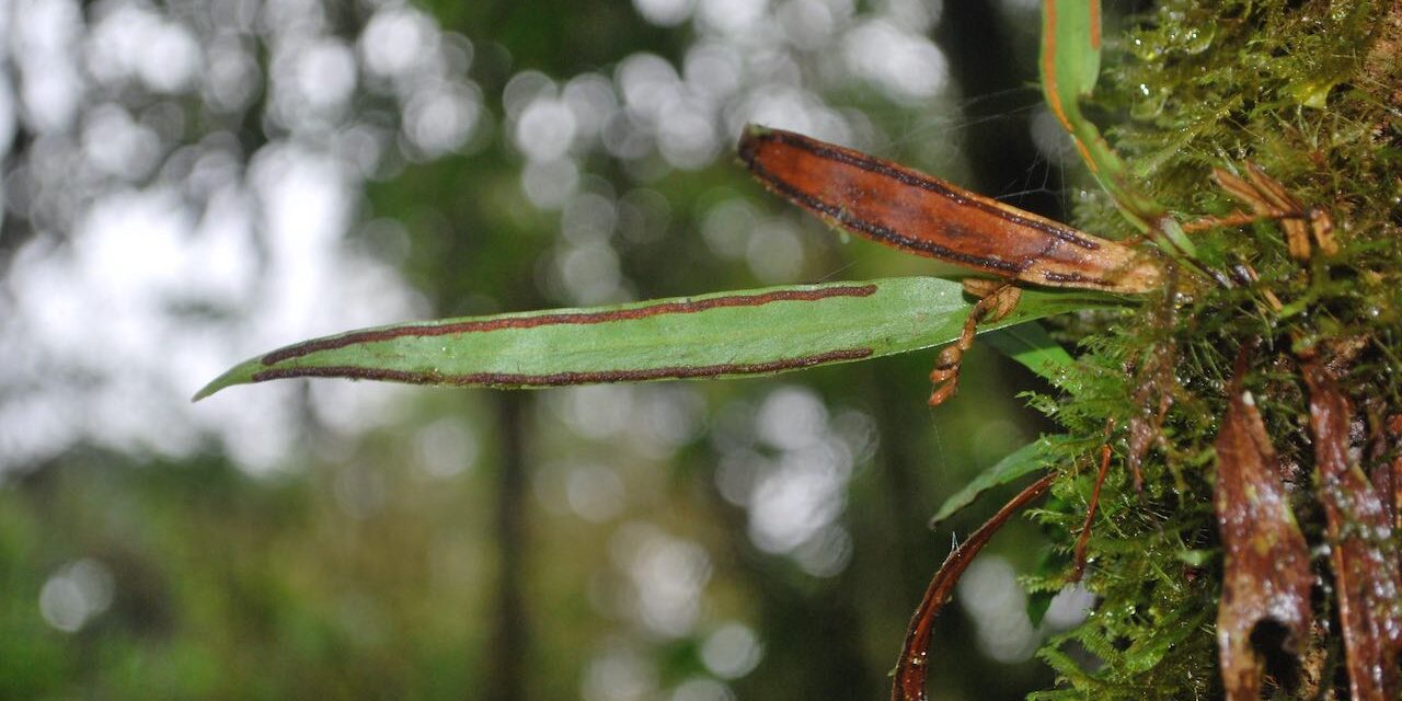 Radiovittaria remota