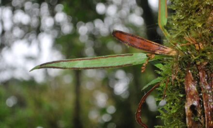 Radiovittaria remota