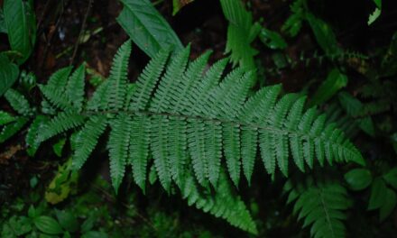 Amauropelta atrovirens