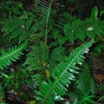 Austroblechnum lherminieri