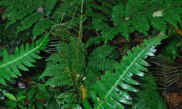 Austroblechnum lherminieri