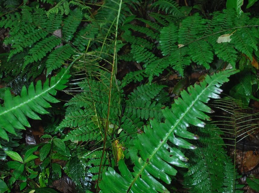 Austroblechnum lherminieri