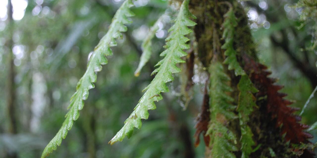 Enterosora trifurcata