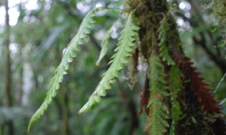 Enterosora trifurcata