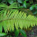 Steiropteris decussata var. costaricensis