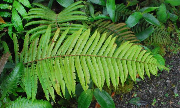 Steiropteris decussata var. costaricensis