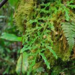 Selaginella diffusa