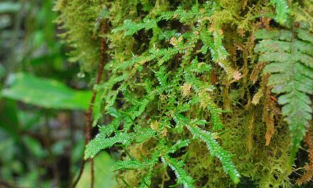 Selaginella diffusa