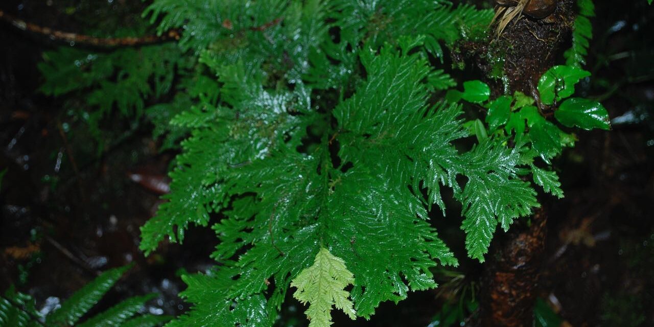 Selaginella oaxacana