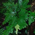 Selaginella oaxacana