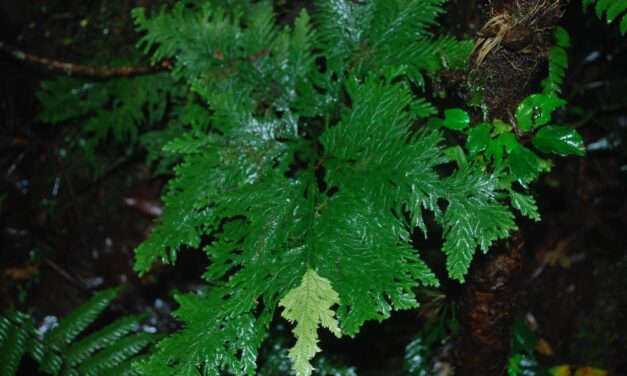 Selaginella oaxacana