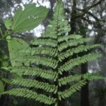 Cyathea pinnula