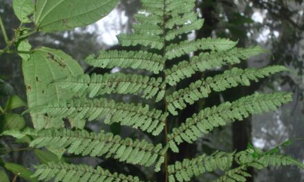 Cyathea pinnula