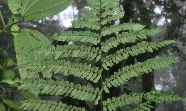 Cyathea pinnula