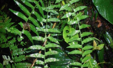 Asplenium pululahuae