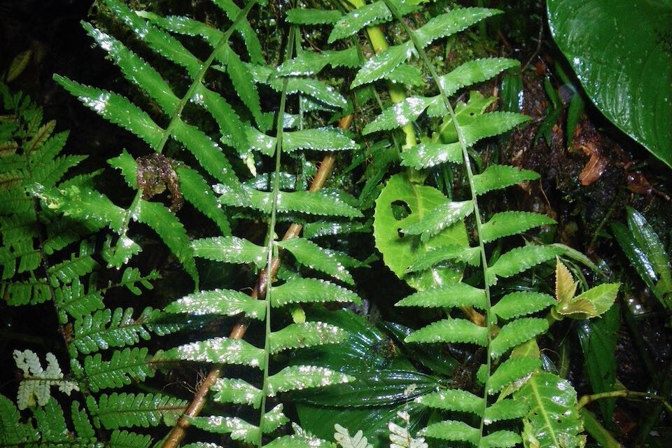 Asplenium pululahuae