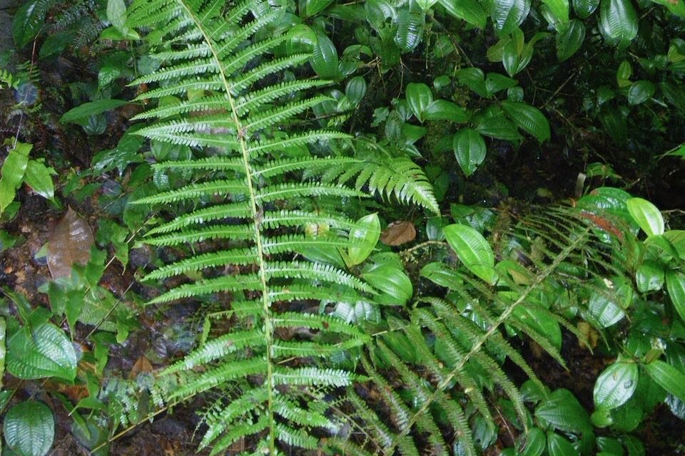 Amauropelta oaxacana