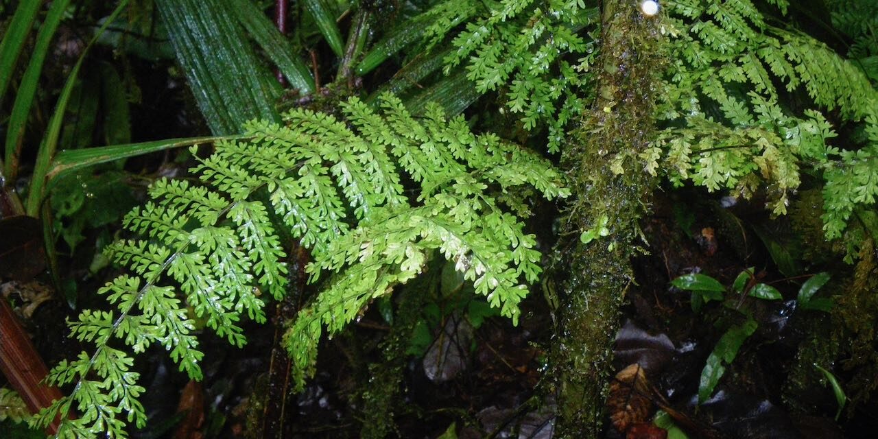 Asplenium rutaceum