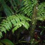 Asplenium rutaceum