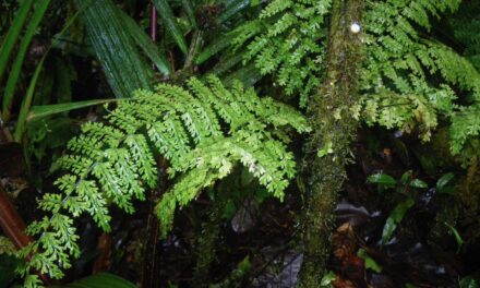 Asplenium rutaceum