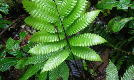 Goniopteris nicaraguensis