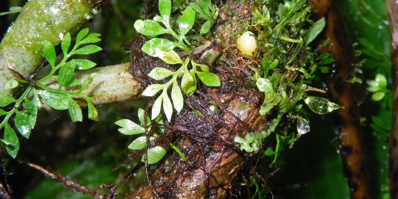 Asplenium holophlebium