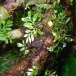 Asplenium holophlebium