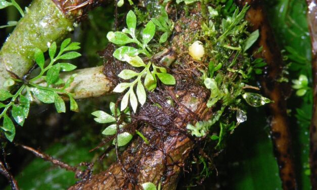 Asplenium holophlebium