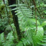 Asplenium auritum