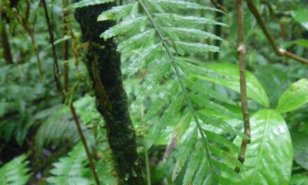 Asplenium auritum