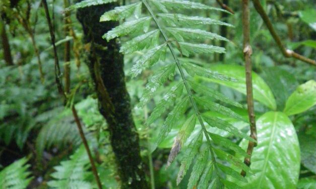 Asplenium auritum