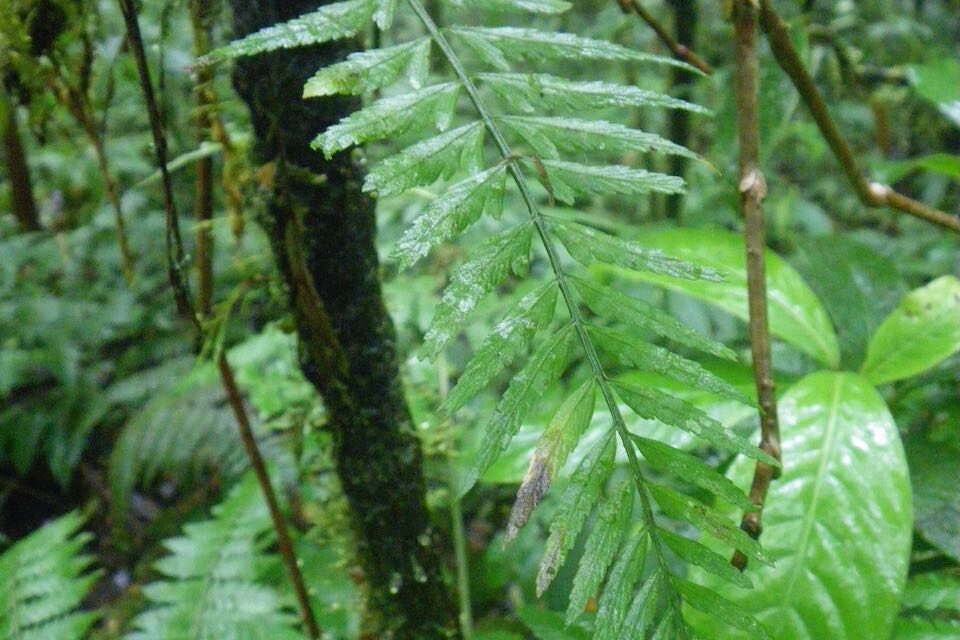 Asplenium auritum