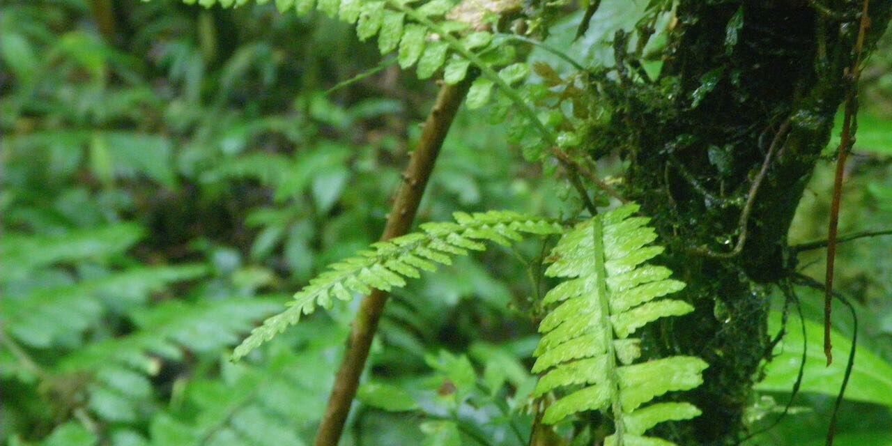 Asplenium pseudoerectum