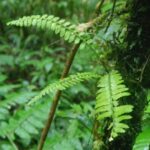 Asplenium pseudoerectum