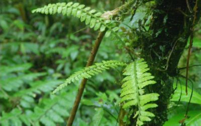 Asplenium pseudoerectum